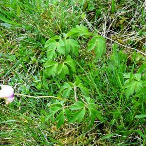 Photographie n°2799367 du taxon Anemone nemorosa L. [1753]