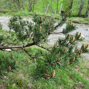 Photographie n°2799378 du taxon Pinus mugo subsp. uncinata (Ramond ex DC.) Domin [1936]