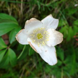 Photographie n°2799382 du taxon Anemone nemorosa L. [1753]