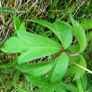 Photographie n°2799383 du taxon Anemone nemorosa L. [1753]