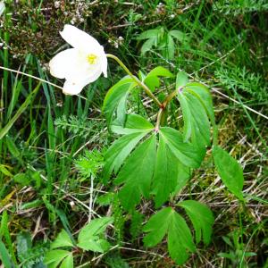 Photographie n°2799384 du taxon Anemone nemorosa L. [1753]