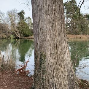 Photographie n°2799614 du taxon Taxodium distichum (L.) Rich. [1810]