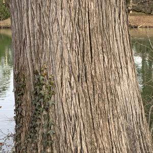 Photographie n°2799615 du taxon Taxodium distichum (L.) Rich. [1810]