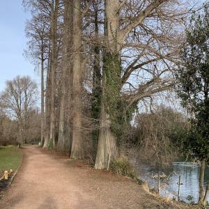 Photographie n°2799616 du taxon Taxodium distichum (L.) Rich. [1810]