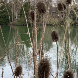 Photographie n°2799620 du taxon Dipsacus fullonum L. [1753]