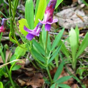 Photographie n°2799632 du taxon Lathyrus linifolius (Reichard) Bässler [1971]