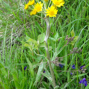 Photographie n°2799682 du taxon Tephroseris helenitis (L.) B.Nord. [1978]