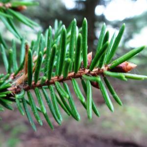 Photographie n°2799697 du taxon Picea abies (L.) H.Karst. [1881]