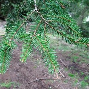 Photographie n°2799700 du taxon Picea abies (L.) H.Karst. [1881]