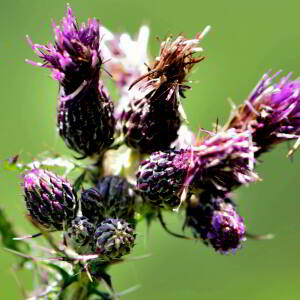 Photographie n°2799822 du taxon Cirsium palustre (L.) Scop. [1772]