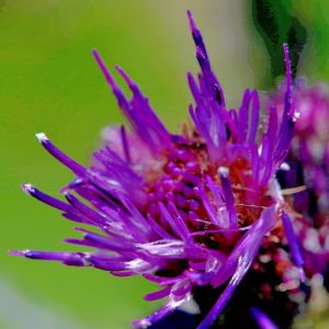 Photographie n°2799823 du taxon Cirsium palustre (L.) Scop. [1772]