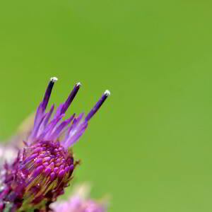 Photographie n°2799824 du taxon Cirsium palustre (L.) Scop. [1772]