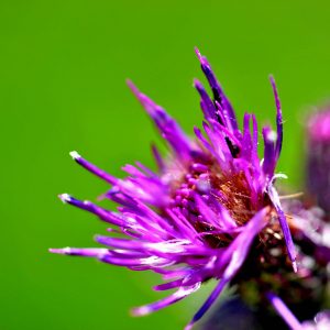 Photographie n°2799825 du taxon Cirsium palustre (L.) Scop. [1772]