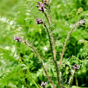 Photographie n°2799828 du taxon Cirsium palustre (L.) Scop. [1772]