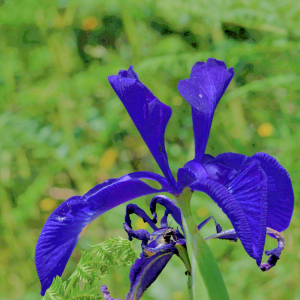 Photographie n°2799857 du taxon Iris latifolia (Mill.) Voss [1895]