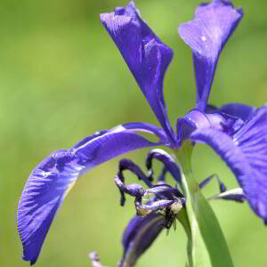 Photographie n°2799858 du taxon Iris latifolia (Mill.) Voss [1895]