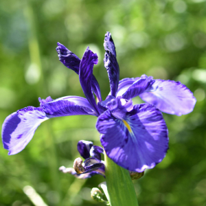 Photographie n°2799859 du taxon Iris latifolia (Mill.) Voss [1895]