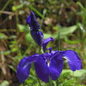Photographie n°2799863 du taxon Iris latifolia (Mill.) Voss [1895]