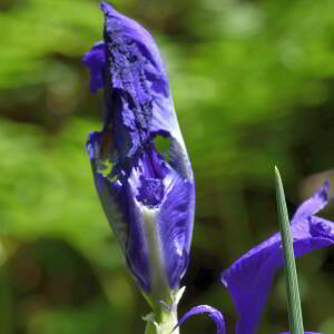 Photographie n°2799865 du taxon Iris latifolia (Mill.) Voss [1895]