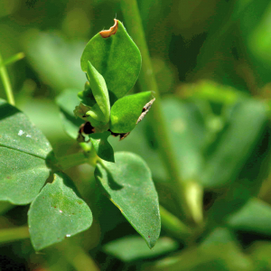 Photographie n°2799869 du taxon Lathyrus pratensis L. [1753]