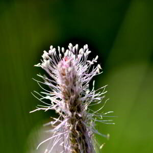 Photographie n°2799873 du taxon Plantago media L. [1753]