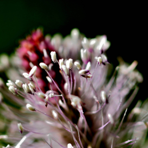 Photographie n°2799875 du taxon Plantago media L. [1753]