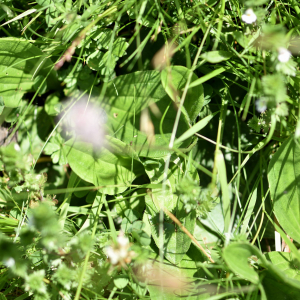 Photographie n°2799879 du taxon Plantago media L. [1753]