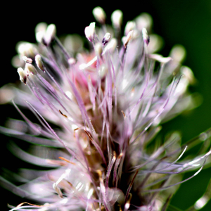 Photographie n°2799880 du taxon Plantago media L. [1753]