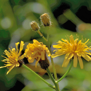 Photographie n°2799926 du taxon Crepis paludosa (L.) Moench [1794]