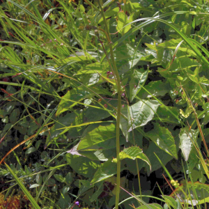 Photographie n°2799927 du taxon Crepis paludosa (L.) Moench [1794]