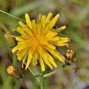 Photographie n°2799928 du taxon Crepis paludosa (L.) Moench [1794]