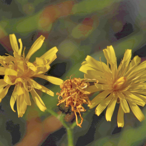 Photographie n°2799929 du taxon Crepis paludosa (L.) Moench [1794]