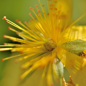 Photographie n°2799965 du taxon Hypericum richeri Vill. [1779]