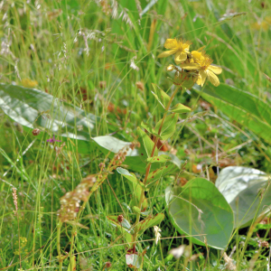 Photographie n°2799967 du taxon Hypericum richeri Vill. [1779]