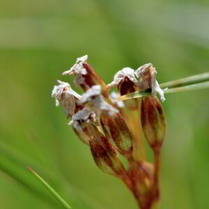 Photographie n°2799969 du taxon Primula farinosa L. [1753]