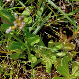 Photographie n°2799974 du taxon Primula farinosa L. [1753]