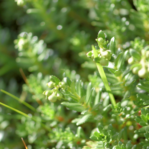 Photographie n°2800006 du taxon Saxifraga aizoides L. [1753]