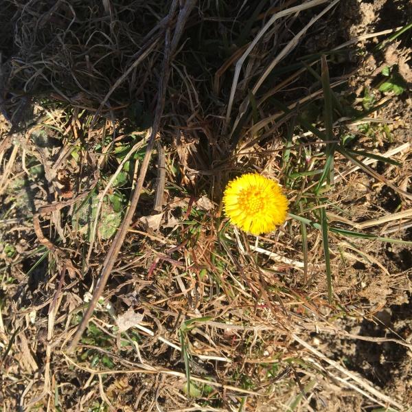 Tussilago farfara L. [1753] [nn70113] par laurence Manhes le 02/02/2024 - Font-Romeu-Odeillo-Via