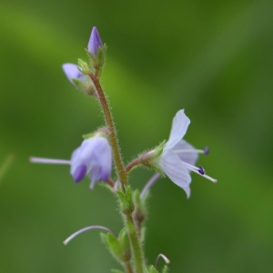 Photographie n°2800375 du taxon Veronica officinalis L. [1753]