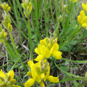 Photographie n°2800932 du taxon Genista sagittalis L. [1753]