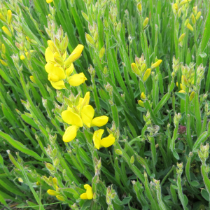 Photographie n°2800933 du taxon Genista sagittalis L. [1753]