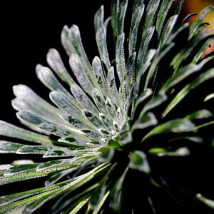 Photographie n°2800959 du taxon Saxifraga longifolia Lapeyr. [1801]