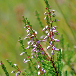 Photographie n°2800982 du taxon Calluna vulgaris (L.) Hull [1808]