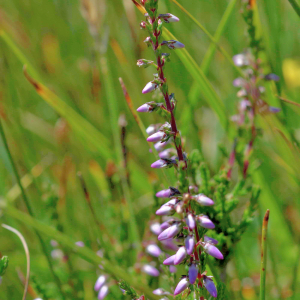 Photographie n°2800983 du taxon Calluna vulgaris (L.) Hull [1808]