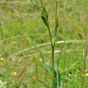 Photographie n°2801003 du taxon Tragopogon pratensis L. [1753]