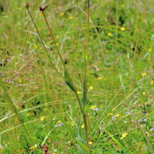 Photographie n°2801005 du taxon Tragopogon pratensis L. [1753]