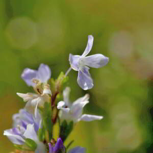 Photographie n°2801006 du taxon Veronica officinalis L. [1753]