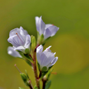 Photographie n°2801008 du taxon Veronica officinalis L. [1753]