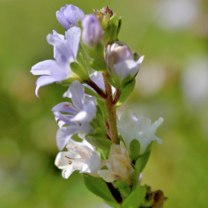 Photographie n°2801009 du taxon Veronica officinalis L. [1753]