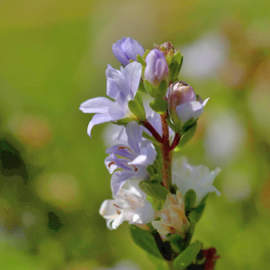 Photographie n°2801011 du taxon Veronica officinalis L. [1753]